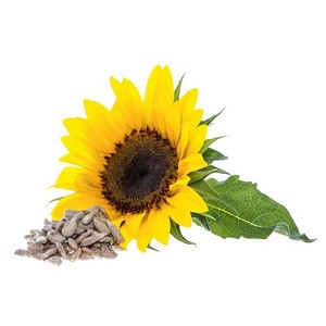 Hoa Hướng Dương