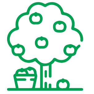 Phân bón cho cây ăn quả