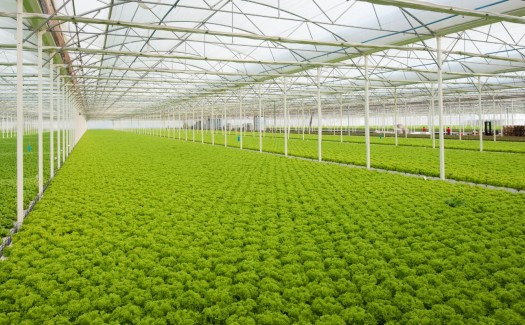 Mẹo để tạo điều kiện bảo trì nhà kính