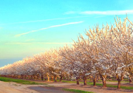 Khuyến nghị bón phân cho cây hạnh nhân