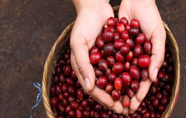 Dinh dưỡng cho cây cà phê: lợi ích của việc phun K