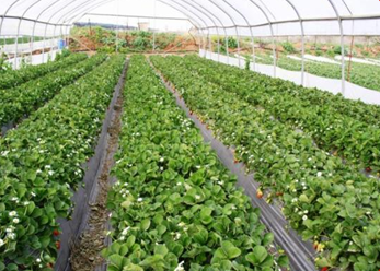 Hướng dẫn trồng trọt: Trồng dâu tây