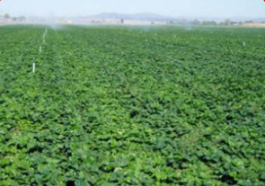 Hướng dẫn cây trồng: Dâu tây