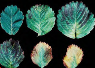 Hướng dẫn cây trồng: Dinh dưỡng Dâu tây