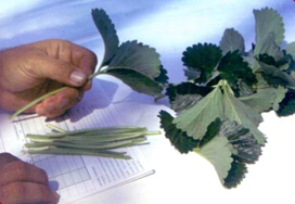 Hướng dẫn cây trồng: Khuyến nghị về phân bón cho dâu tây