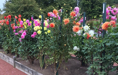 Bón phân cho hoa Thược dược: Cách sử dụng phân bón của Supe Lâm Thao