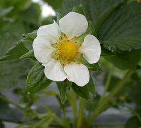 Khuyến cáo bón phân cho dâu tây ở nhiều nơi trên thế giới