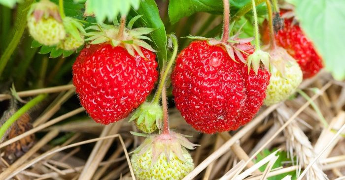 Nghiên cứu nhân giống dâu tây  SMiA nhập từ Mỹ