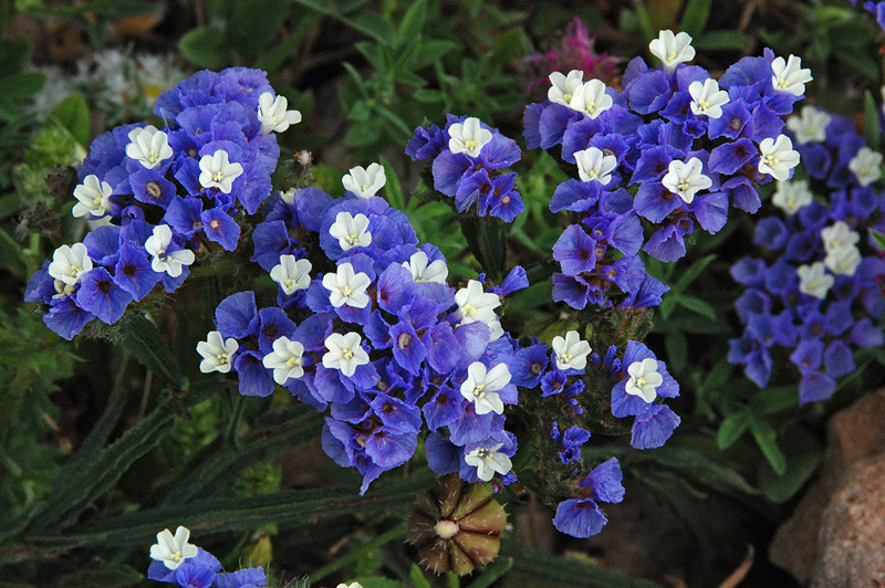 Limonium (hoa salem) giống lâu năm