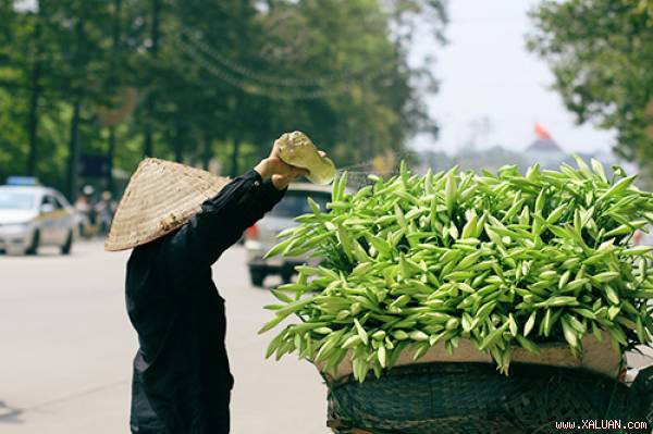 Lilium (hoa Loa kèn): Một chương trình thụ tinh ở Hà Lan