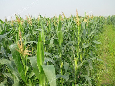 Ngô: Thiếu hụt chất dinh dưỡng