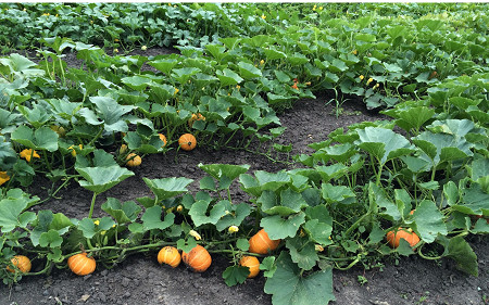 Trồng bí ngô bằng phân bón Supe