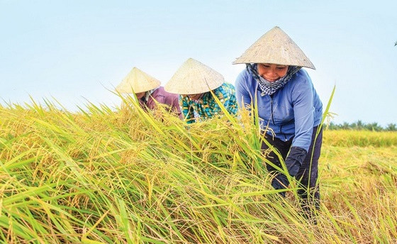 Lúa: Thiếu hụt chất dinh dưỡng