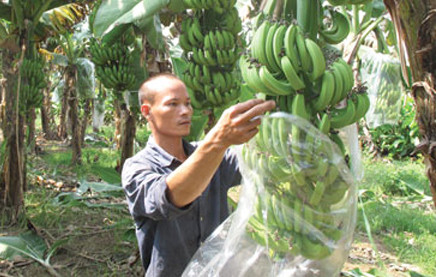 Trồng chuối - Thiếu hụt chất dinh dưỡng