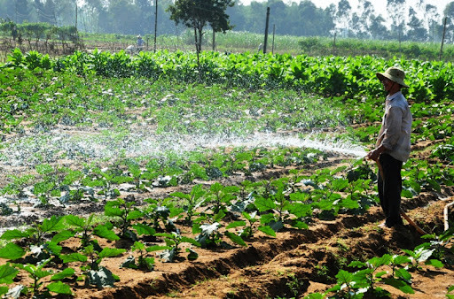 Năng suất cà tím trong phản ứng bón phân kali trên đất cát