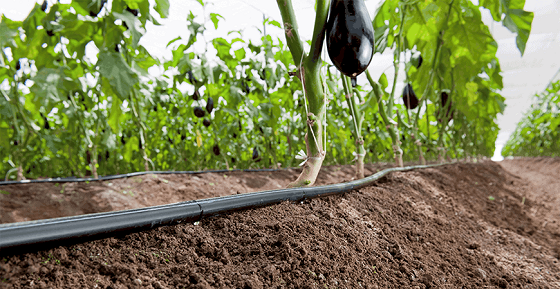 Khuyến nghị về bón phân cho cây cà tím