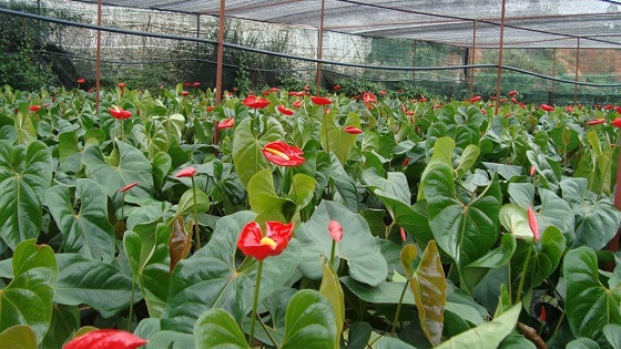 Bón phân cho Hồng môn trên đất cát hoặc không đất