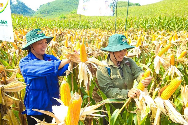 Tích lũy Nitơ, Phốt pho và Kali trong ngô trưởng thành theo tỷ lệ bón phân khoáng thay đổi