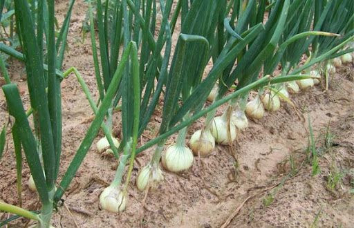Kích thước củ hành trắng tăng lên nhờ ứng dụng NPK-S