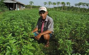 Sự phát triển của húng quế phụ thuộc vào liều lượng nitơ và kali