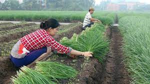 Bón phân cho Ngải giấm và  Hẹ