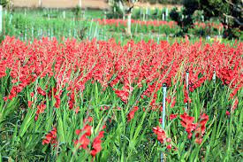 Một chương trình thụ tinh hoàn chỉnh cho hoa Lay ơn