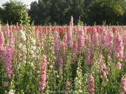 Bón phân cho phi yến trong điều kiện trồng trọt không sử dụng đất trong nhà kính