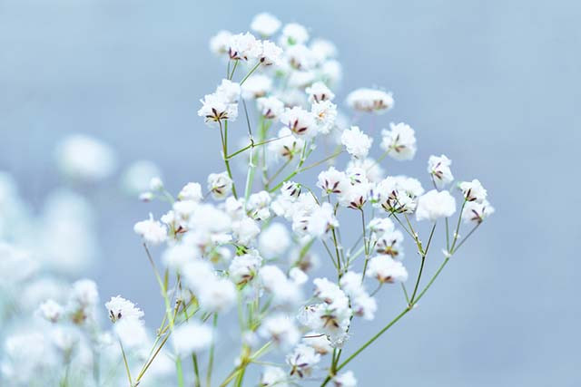 Xác định phản ứng của hoa Baby (chấm bi) trong điều kiện ống nghiệm