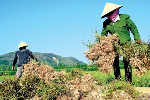 Kết quả Thực nghiệm các giải pháp kỹ thuật trong  canh tác tỏi ở huyện đảo Lý Sơn
