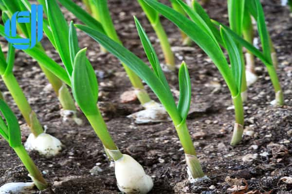 Sự biến đổi thành phần sinh hóa của tỏi xuất xứ từ một số tỉnh phía bắc trong quá trình chế biến tỏi đen