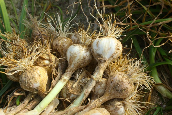 Kỹ thuật Trồng Tỏi hiệu quả cho “năng suất cao nhất”