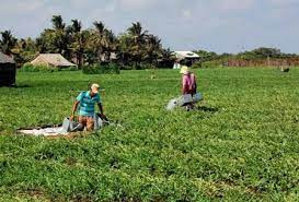 Phân bón dưa hấu: lợi ích kinh tế của dinh dưỡng bón phân