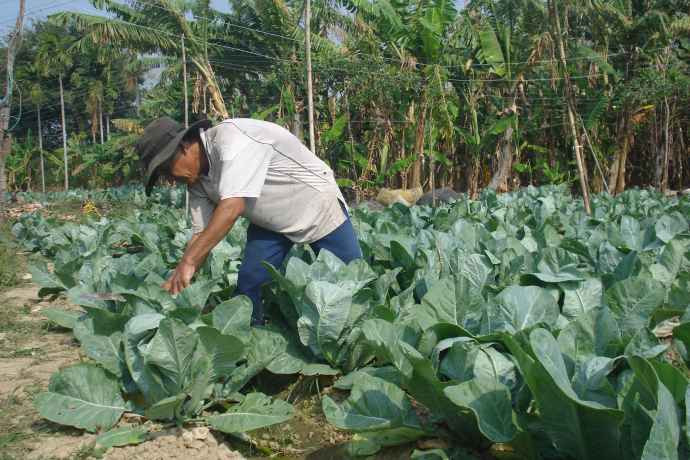 Kali làm tăng tổng sản lượng Bắp cải