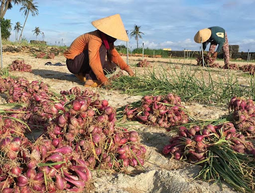 Hướng dẫn cây trồng: Chương trình bón phân cho hành tây