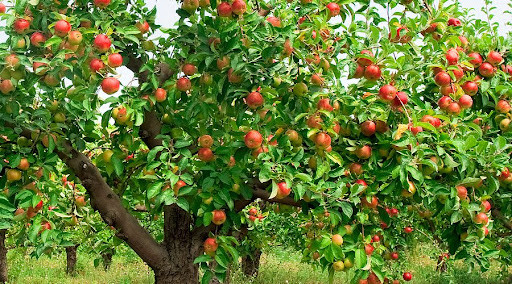 Chương trình dinh dưỡng NPK  cho táo