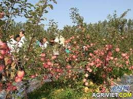 Làm thế nào để có được năng suất tốt hơn từ việc chăm sóc táo ở Hà Tĩnh  & Huế