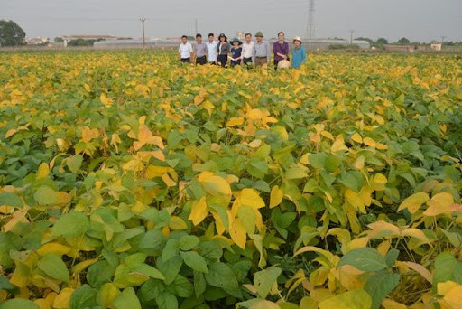 Chương trình dinh dưỡng Supe lân ™ cho đậu tương (đậu nành)