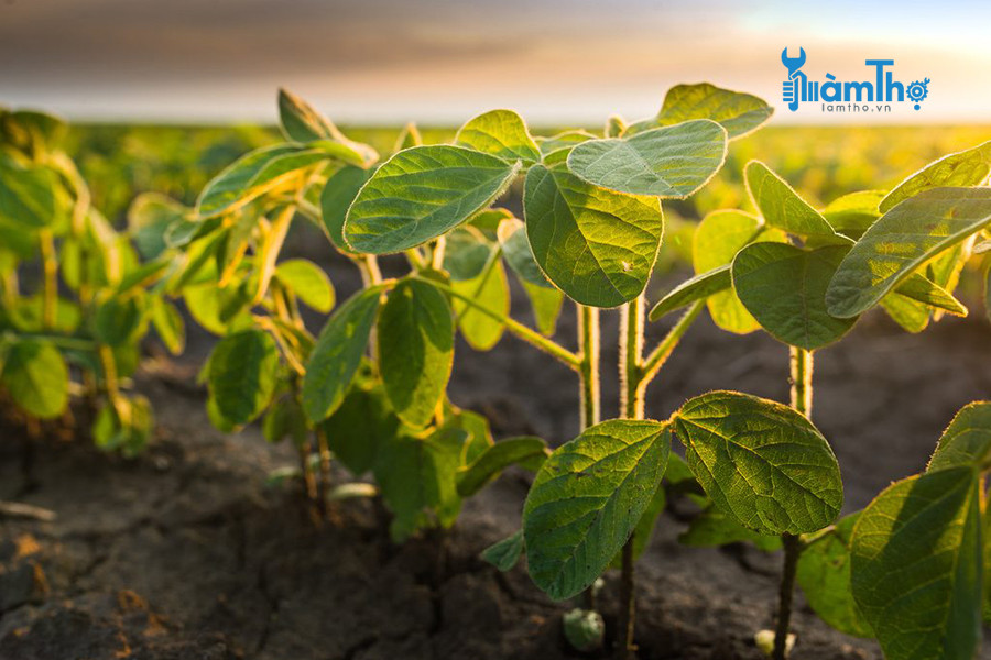 Thời điểm tối ưu cho dinh dưỡng trong đậu tương