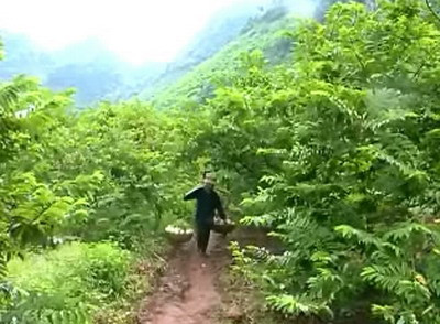 Năng suất cây Na trên đất đồi bón phân Supe