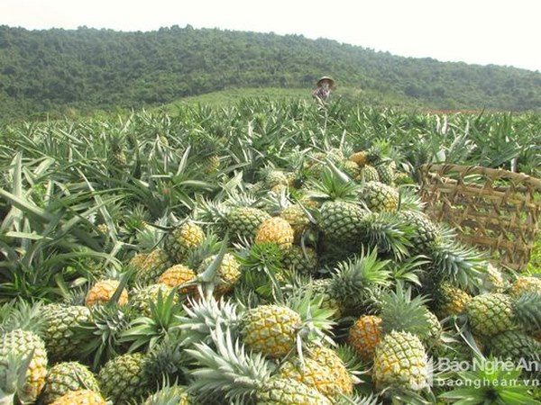 Sử dụng phân bón Supe cho mọi giai đoạn phát triển