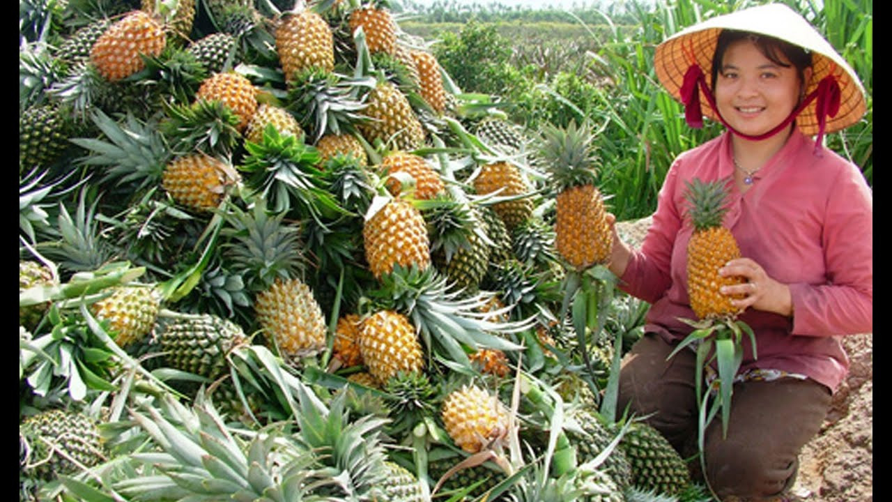 Năng suất và chất lượng quả dứa do bón phân NPK