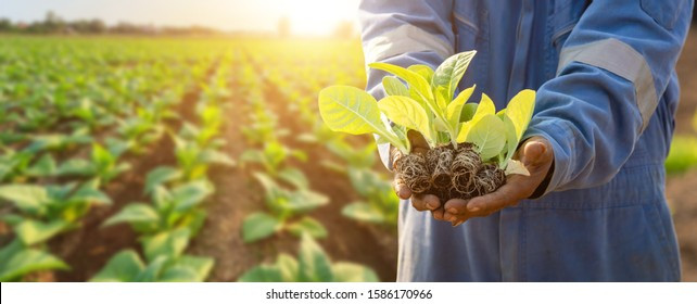 Các khuyến nghị điều chỉnh phân bón nitơ cho Thuốc lá