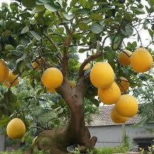 Bón phân NPK cho cây bưởi