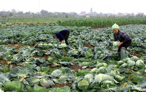 Cách trồng bắp cải bằng phân bón Lâm Thao NPK-S