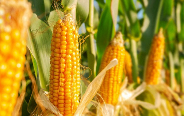 NPK-S Lâm Thao nâng cao năng suất cho cây Ngô