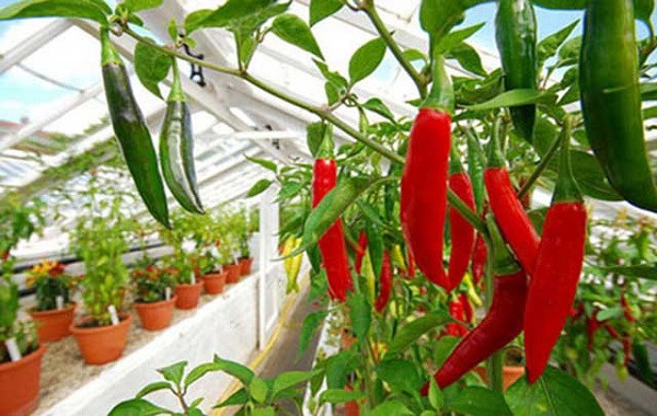 Bón phân NPK-S Lâm Thao cho ớt