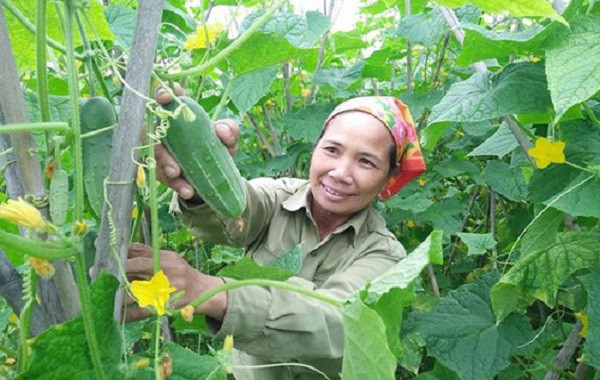 Bón phân NPK-S Lâm Thao cho cây dưa chuột (bao gồm dưa chuột bao tử)