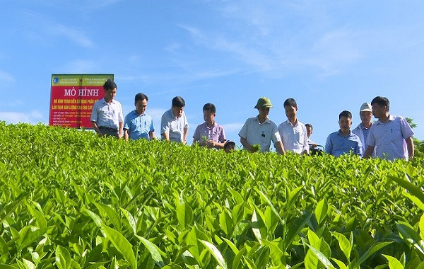 Sử dụng phân bón NPK-S Lâm Thao cho cây chè