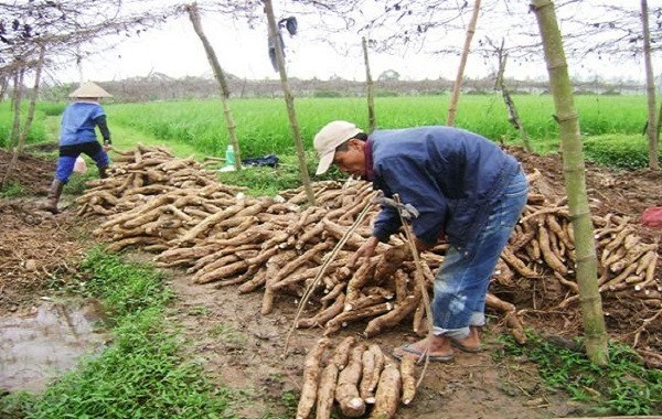 Sử dụng phân bón Lâm Thao cho cây sắn