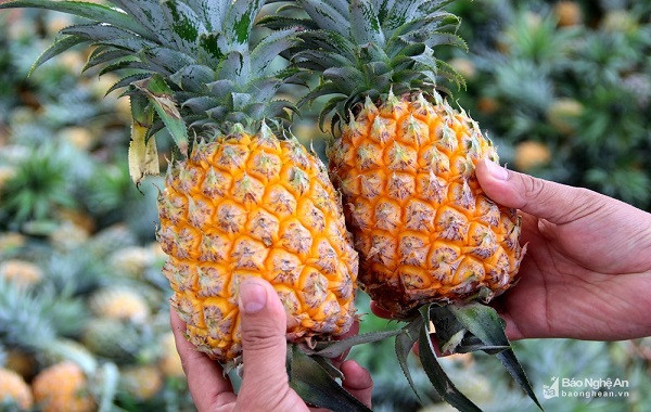 Sử dụng phân bón NPK-S Lâm Thao cho cây dứa